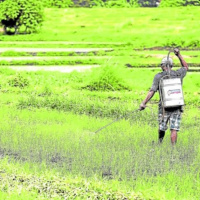 Tin quốc tế - Tổng thống Marcos: Philippines nên áp dụng phương pháp của Việt Nam để tăng sản lượng lúa gạo