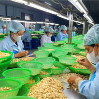 Tin trong nước - Doanh nghiệp ngành điều tự làm khó mình khi không liên kết 