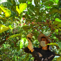 Tin trong nước - Gia Lai: Nâng tầm giá trị nông sản, đạt kim ngạch xuất khẩu 680 triệu USD