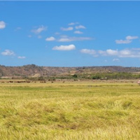 Tin trong nước - Gia Lai: Hàng trăm héc ta lúa ở Phú Thiện héo khô vì thiếu nước 