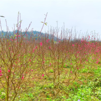 Tin trong nước - Làng đào Nam Phong rộn ràng đón Tết