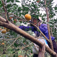 Tin trong nước - Hòa Bình: Những dấu ấn ngành nông nghiệp năm 2023