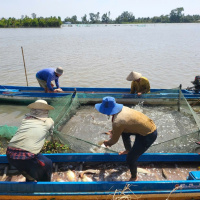 Tin trong nước - Nông dân Cần Thơ thu nhập cao từ nuôi cá ruộng mùa nước nổi