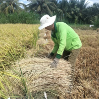 Tin trong nước - Bến Tre: Nông dân trúng mùa, trúng giá vụ lúa Đông Xuân 