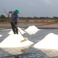 Tin trong nước - Cà Mau: Mùa muối nhạt