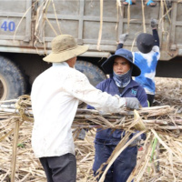 Tin trong nước - Đắk Lắk được mùa, được giá 4 vụ mía liên tiếp