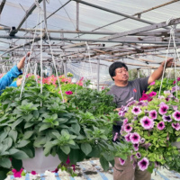 Tin trong nước - Nông dân Đà Nẵng phấn khởi vì hoa Tết được mùa, được giá 