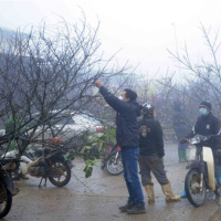 Tin trong nước - Sôi động thị trường đào Tết trên cao nguyên Mộc Châu