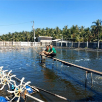 Tin trong nước - Tiền Giang: Giá tôm thẻ tăng, hút hàng dịp Tết, ngư dân phấn khởi 