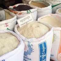 Tin quốc tế - Campuchia thu hơn 1,7 tỷ USD từ xuất khẩu thóc, gạo trong năm 2023 