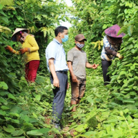Tin trong nước - Gia Lai mời gọi đầu tư phát triển ngành dược liệu
