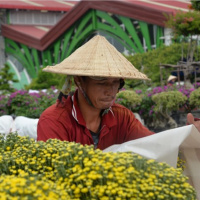 Tin trong nước - Làng hoa Sa Đéc chuẩn bị khoảng 1,2 triệu giỏ hoa phục vụ thị trường Tết 