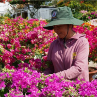 Tin trong nước - Chợ Lách (Bến Tre): Hàng triệu sản phẩm hoa kiểng chờ người mua 