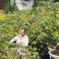 Tin trong nước - Nông dân làng mai Bình Dương lo đầu ra cho cây mai Tết