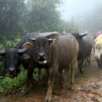 Tin trong nước - Nông dân vùng cao Lai Châu chủ động phòng chống rét cho đàn gia súc
