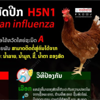 Tin quốc tế - Lào phát hiện dịch cúm gia cầm H5N1