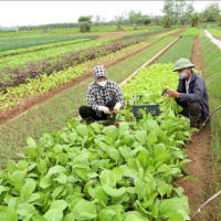 Tin trong nước - Đảm bảo nguồn cung rau xanh dịp Tết nguyên đán