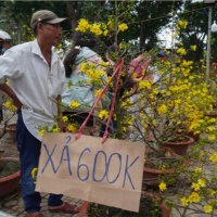 Tin trong nước - Hoa Tết ở TP.HCM bắt đầu giảm giá, vẫn vắng khách mua