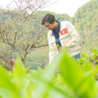 Tin trong nước - Người xây dựng thương hiệu chè Phổng Lái