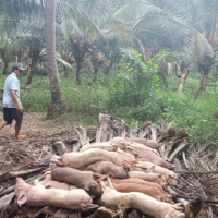 Tin trong nước - Tiền Giang: Duy trì chốt kiểm dịch những vùng có dịch tả heo 