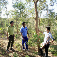 Tin trong nước - Người Bahnar dưới chân núi Lơ Pang giữ rừng gỗ quý