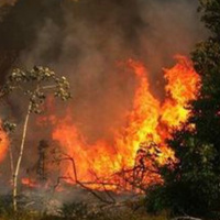 Tin quốc tế - Nhật Bản: Cháy rừng nghiêm trọng ở Hiroshima tiếp tục lan rộng 