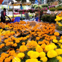 Tin trong nước - Tiền Giang: Chợ Hoa Xuân người đi xem nhiều hơn người mua hoa kiểng