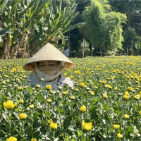 Tin trong nước - Thương lái “huỷ kèo” người trồng hoa ở Bà Rịa Vũng Tàu điêu đứng 