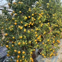 Tin trong nước - Quất cảnh Tứ Liên vào vụ Tết