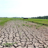 Tin trong nước - Đồng bằng sông Cửu Long: bảo vệ lúa và cây ăn trái trước hạn mặn 