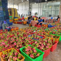 Tin trong nước - Tiền Giang: Trái cây cận Tết hút hàng, giá cao, nông dân phấn khởi đón Xuân, vui Tết