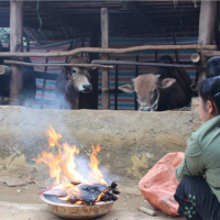 Tin trong nước - Nhiều phương án phòng chống đói, rét cho đàn vật nuôi ở Sơn La 