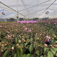 Tin trong nước - Nhiều trang trại hoa tăng tốc cho mùa thu hoạch lớn nhất trong năm 