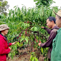 Tin trong nước - Người Dao ở Cư Suê làm giàu nhờ thay đổi tư duy sản xuất 