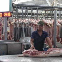 Tin trong nước- Ngăn chặn tình trạng nhập lậu heo qua tuyến biên giới