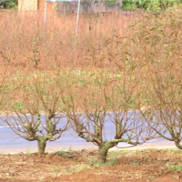 Tin trong nước - Hoa đào ở Đắk Lắk chờ đón Xuân