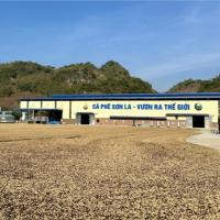 Tin trong nước - Sơn La đẩy mạnh chế biến cà phê quy mô công nghiệp