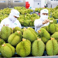 Tin trong nước - Lưu ý về yêu cầu Giấy chứng nhận đăng ký, nộp phí trực tuyến khi xuất khẩu nông sản vào thị trường Trung Quốc