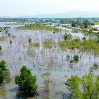 Tin trong nước - Quảng Nam: Gần 7 héc ta rừng ngập mặn chết khô vì bị “bỏ quên” 