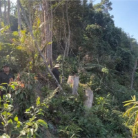 Tin trong nước - Vụ phá rừng ở Quảng Nam: “Không có chuyện xin khắc phục hậu quả là xong”