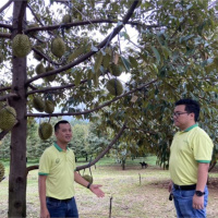 Tin trong nước - Xuất khẩu sầu riêng Đồng Nai gấp đôi kế hoạch đề ra