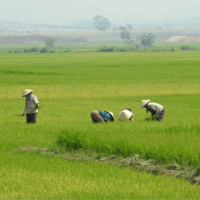 Tin trong nước - Kon Tum: Sử dụng nước hồ đập thuỷ lợi tiết kiệm để phòng chống hạn