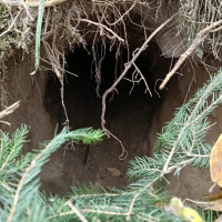 Tin quốc tế - Ba Lan phát hiện đường hầm cho người di cư vượt biên ở gần biên giới