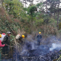 Tin trong nước - Lâm Đồng: Quyết liệt thực hiện các biện pháp, giải pháp chủ động phòng, chữa cháy rừng