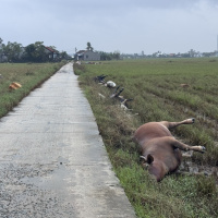 Tin trong nước - Đắk Lắk khẩn trương vệ sinh-phòng dịch ở vùng lũ phía Đông