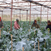 Tin trong nước - Chủ động ứng phó, nông dân Sơn La giảm thiểu thiệt hại do giá rét 