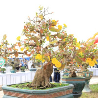 Tin trong nước - Rực rỡ Mai vàng Bình Định