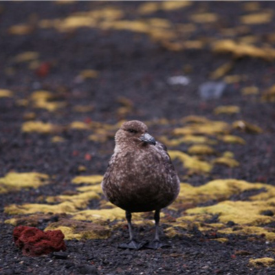 Vov - Viêt Nam Va Thê Gii