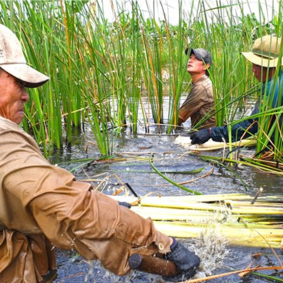 Vov - Viêt Nam Va Thê Gii