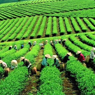 Vov - Viêt Nam Va Thê Gii